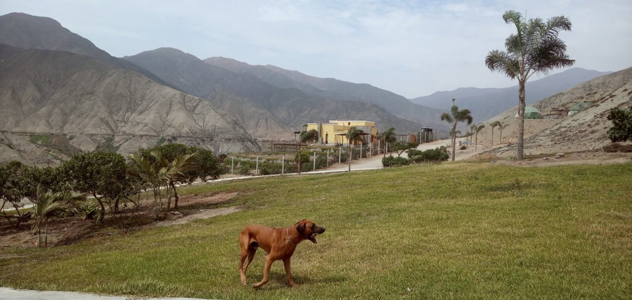 CALANGO TERRENO GRASS