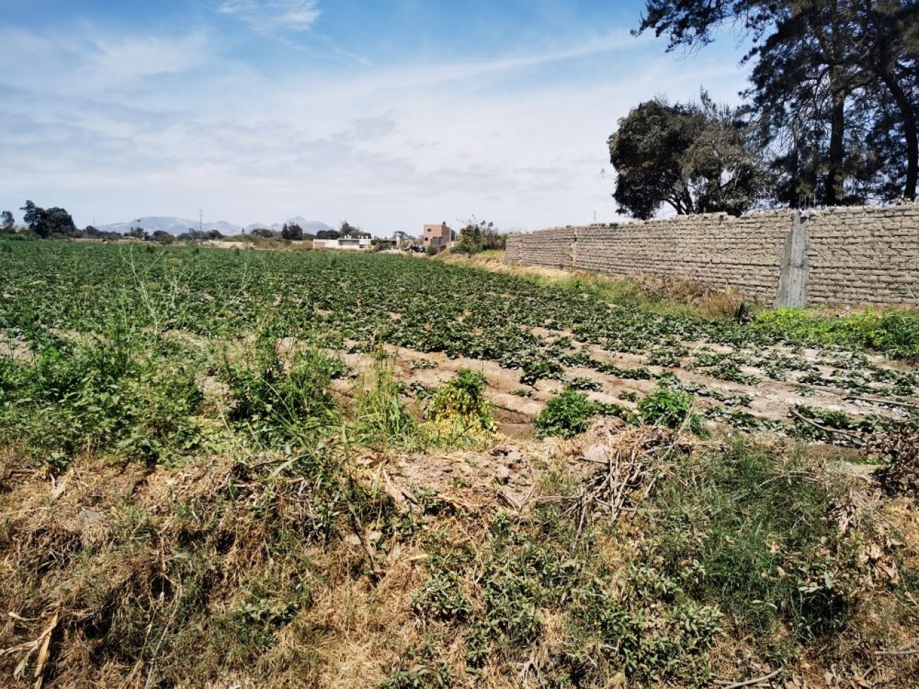 HUACHO TERRENO HERMOSO