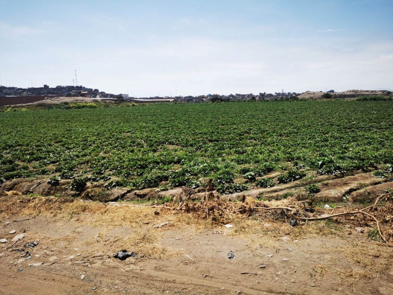 TERRENO EN HUACHO - SANTA MARIA